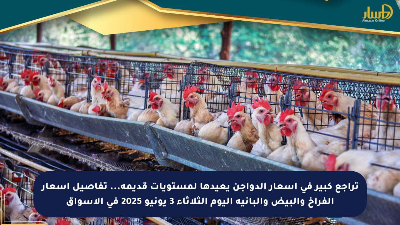تراجع كبير في أسعار الدواجن يعيدها لمستويات قديمة… تفاصيل أسعار الفراخ والبيض والبانية اليوم الثلاثاء 3 يونيو 2025 في الأسواق